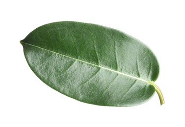 Photo of One green jasmine leaf isolated on white