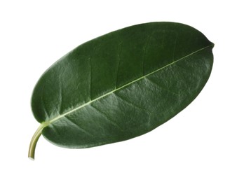 Photo of One green jasmine leaf isolated on white