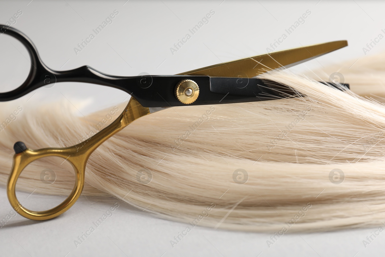Cutting blonde hair lock with scissors on light grey background, closeup Photo of Cutting blonde hair lock with scissors on light grey background, closeup