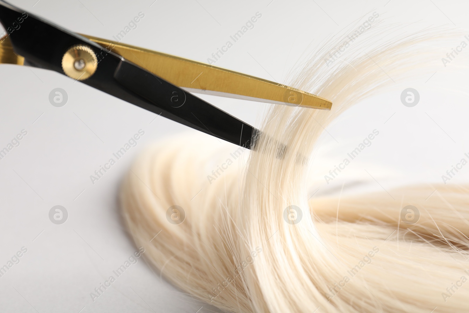 Cutting blonde hair lock with scissors on light grey background, closeup Photo of Cutting blonde hair lock with scissors on light grey background, closeup