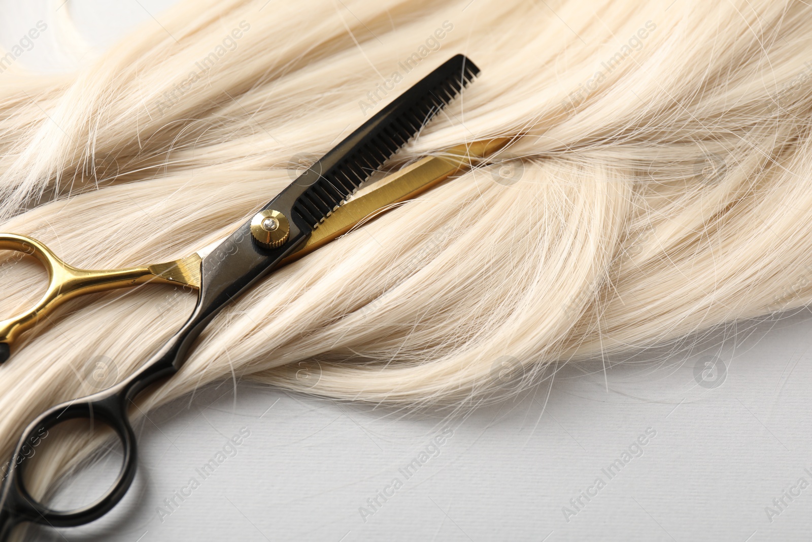 Blonde hair lock and scissors on light grey background, closeup Photo of Blonde hair lock and scissors on light grey background, closeup