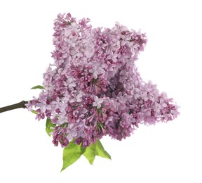 Photo of Branch with beautiful lilac flowers isolated on white