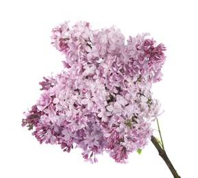 Photo of Branch with beautiful lilac flowers isolated on white