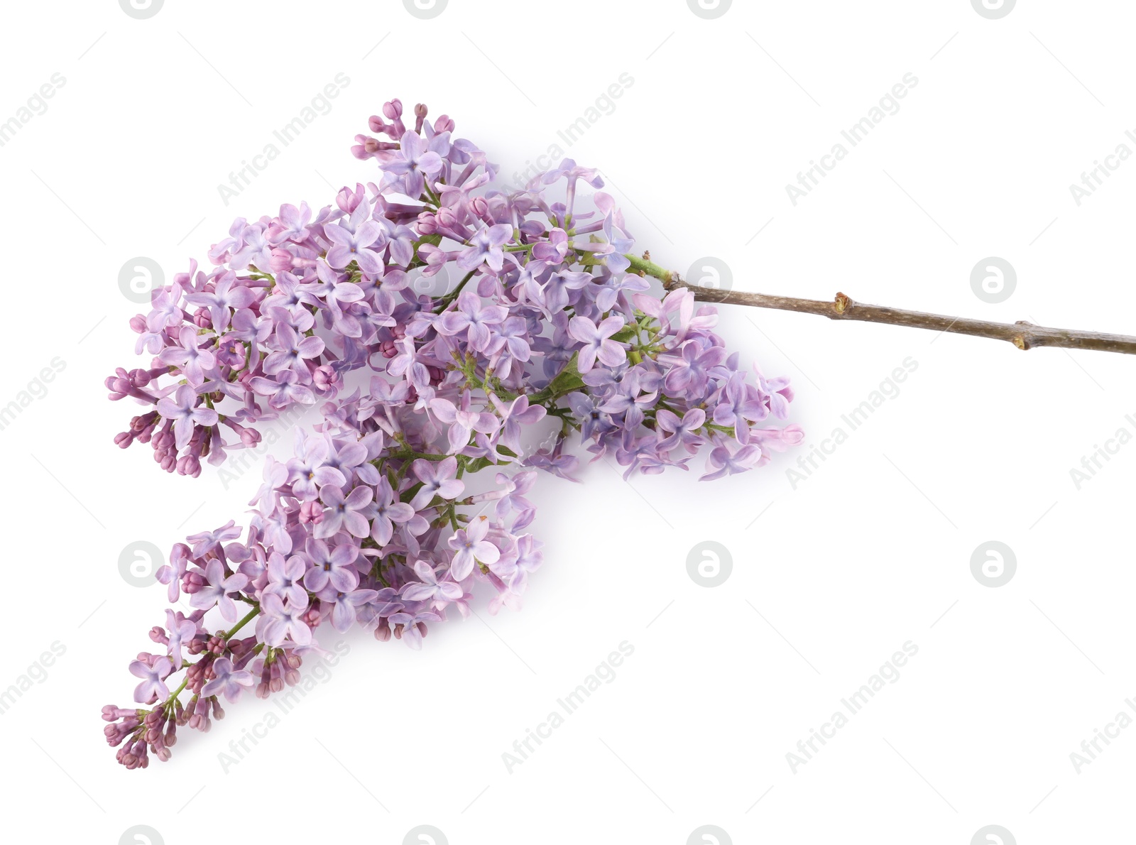 Branch with beautiful lilac flowers isolated on white, above view Photo of Branch with beautiful lilac flowers isolated on white, above view