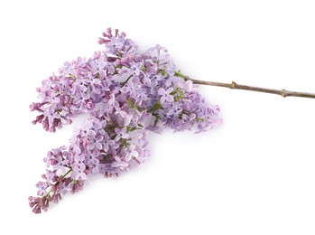 Photo of Branch with beautiful lilac flowers isolated on white, above view