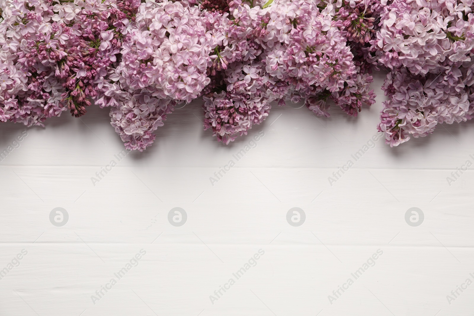 Beautiful lilac flowers on white wooden table, flat lay. Space for text Photo of Beautiful lilac flowers on white wooden table, flat lay. Space for text
