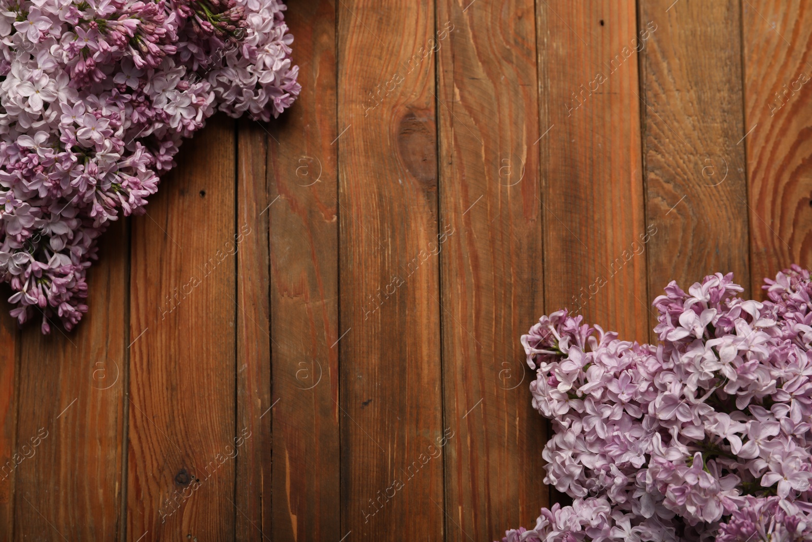 Beautiful lilac flowers on wooden table, flat lay. Space for text Photo of Beautiful lilac flowers on wooden table, flat lay. Space for text