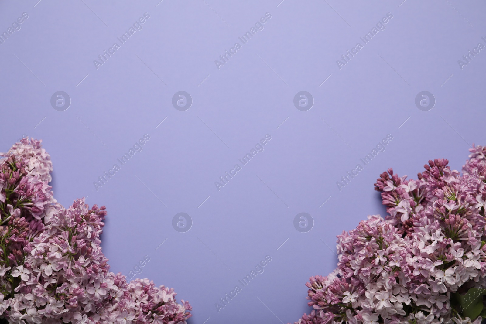 Beautiful lilac flowers on violet background, flat lay. Space for text Photo of Beautiful lilac flowers on violet background, flat lay. Space for text