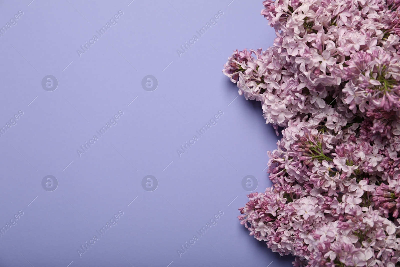 Beautiful lilac flowers on violet background, flat lay. Space for text Photo of Beautiful lilac flowers on violet background, flat lay. Space for text