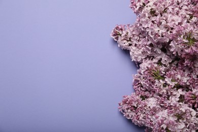 Photo of Beautiful lilac flowers on violet background, flat lay. Space for text