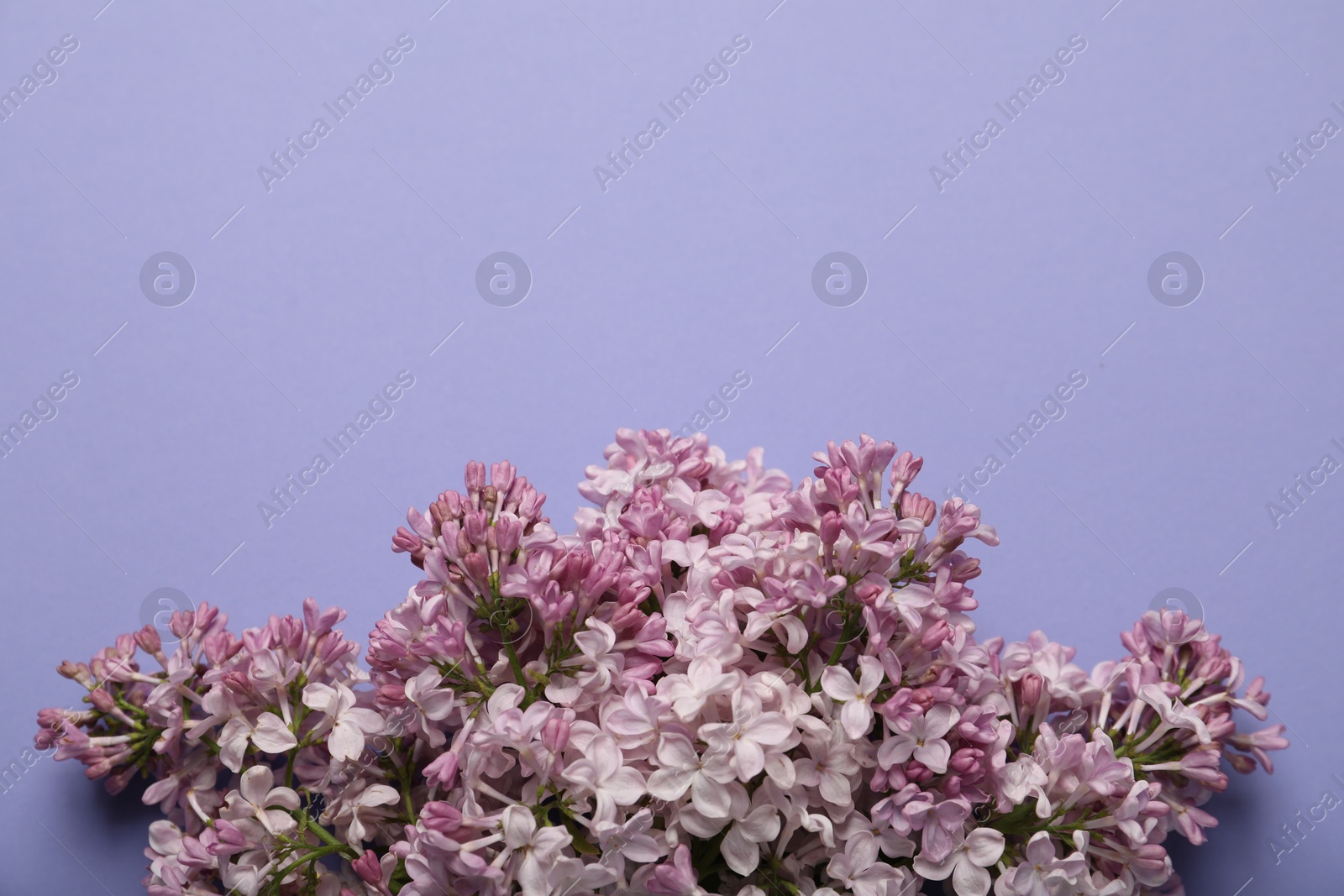 Beautiful lilac flowers on violet background, flat lay. Space for text Photo of Beautiful lilac flowers on violet background, flat lay. Space for text