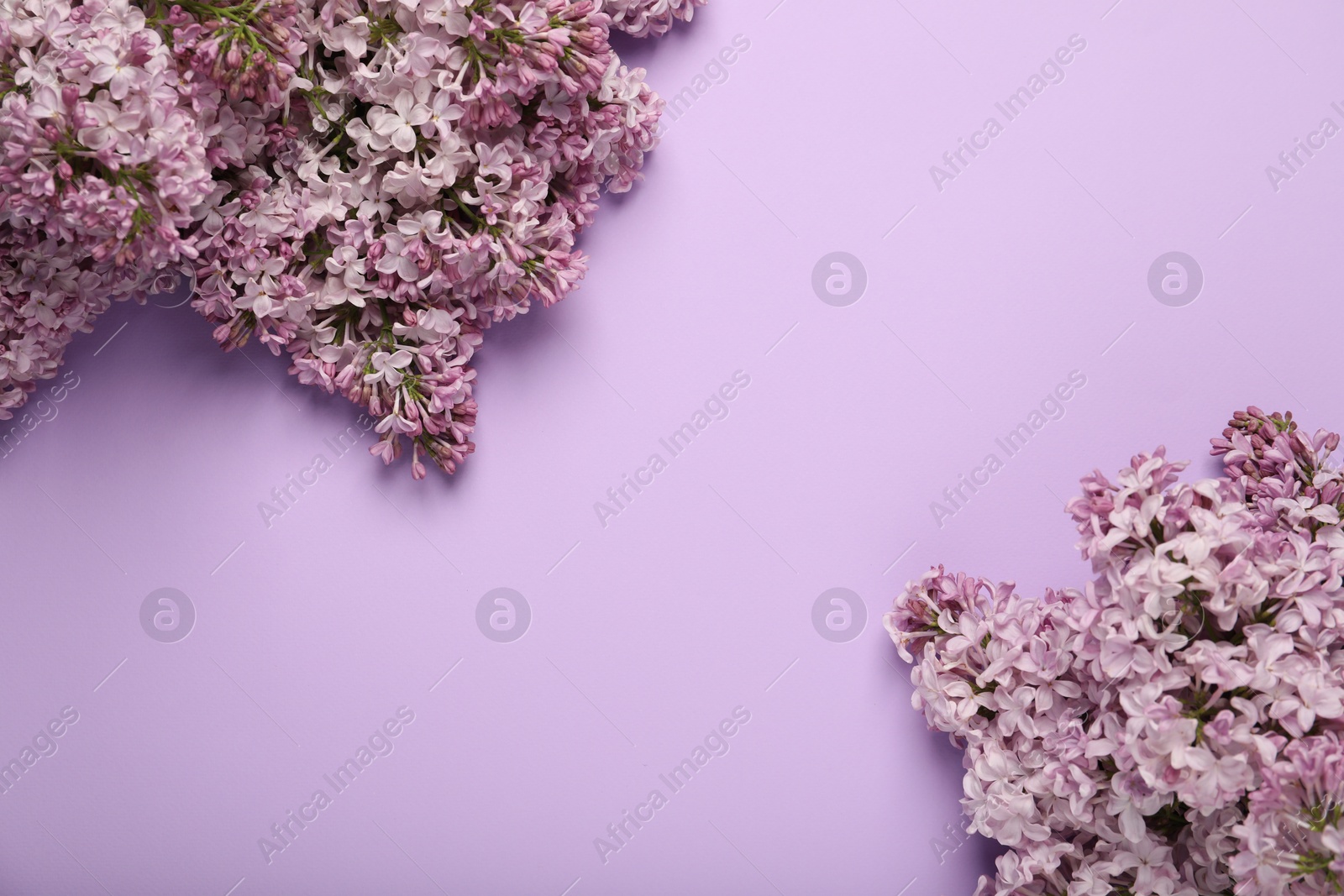 Beautiful lilac flowers on color background, flat lay. Space for text Photo of Beautiful lilac flowers on color background, flat lay. Space for text