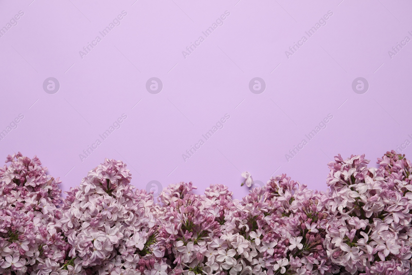 Beautiful lilac flowers on color background, flat lay. Space for text Photo of Beautiful lilac flowers on color background, flat lay. Space for text