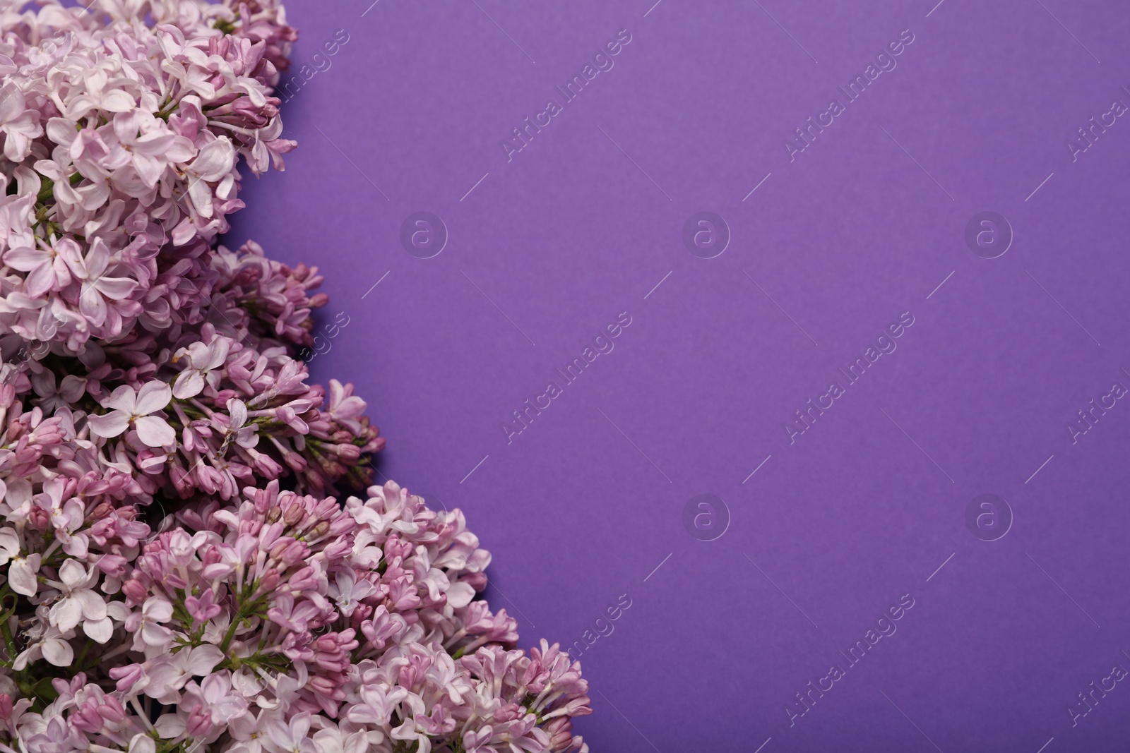 Beautiful lilac flowers on purple background, above view. Space for text Photo of Beautiful lilac flowers on purple background, above view. Space for text