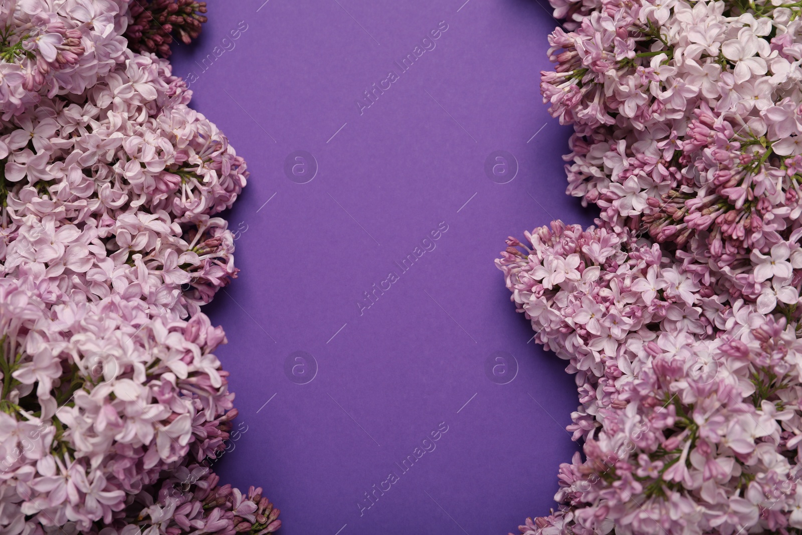 Beautiful lilac flowers on purple background, above view. Space for text Photo of Beautiful lilac flowers on purple background, above view. Space for text