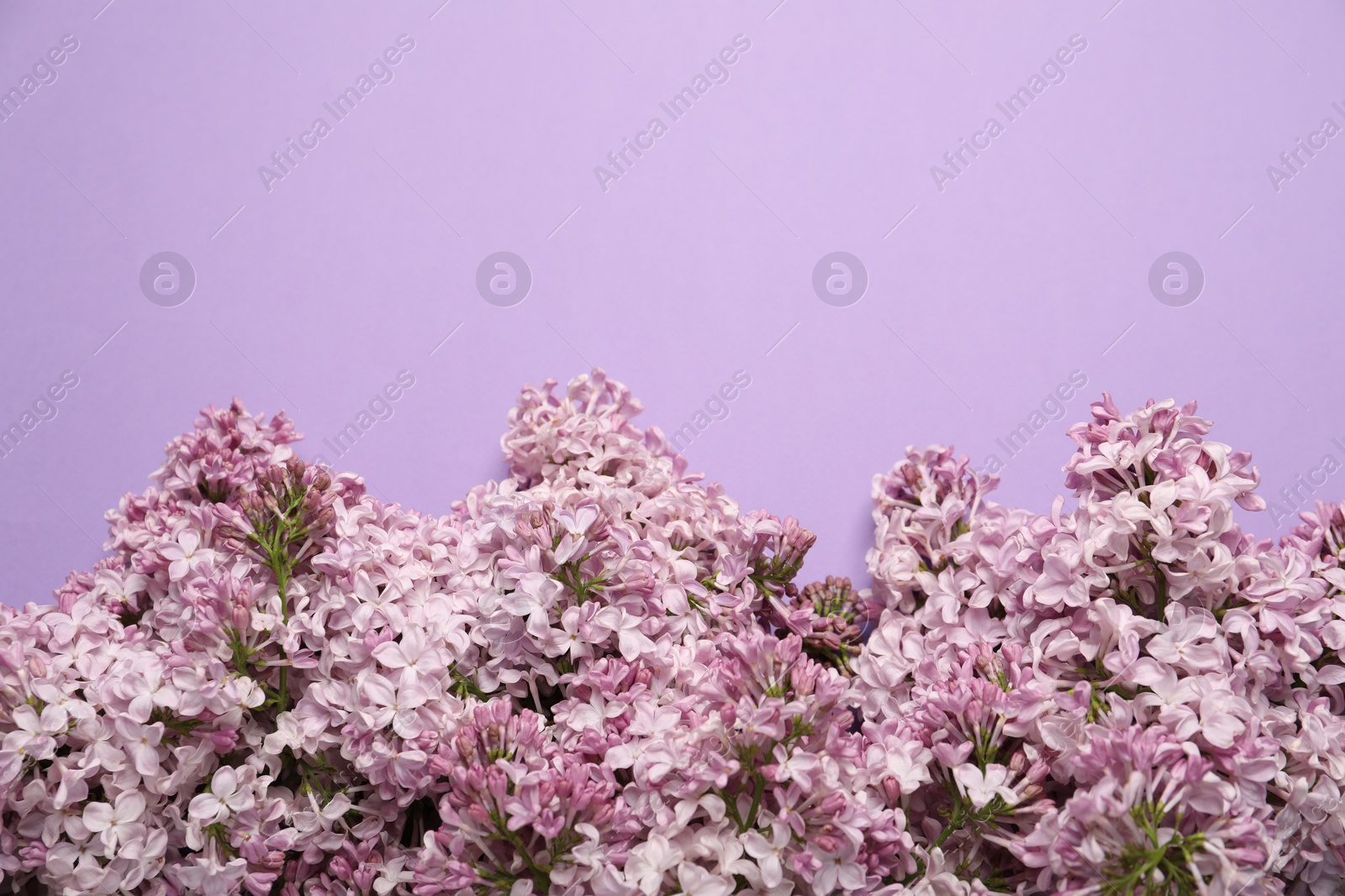 Beautiful lilac flowers on color background, flat lay. Space for text Photo of Beautiful lilac flowers on color background, flat lay. Space for text