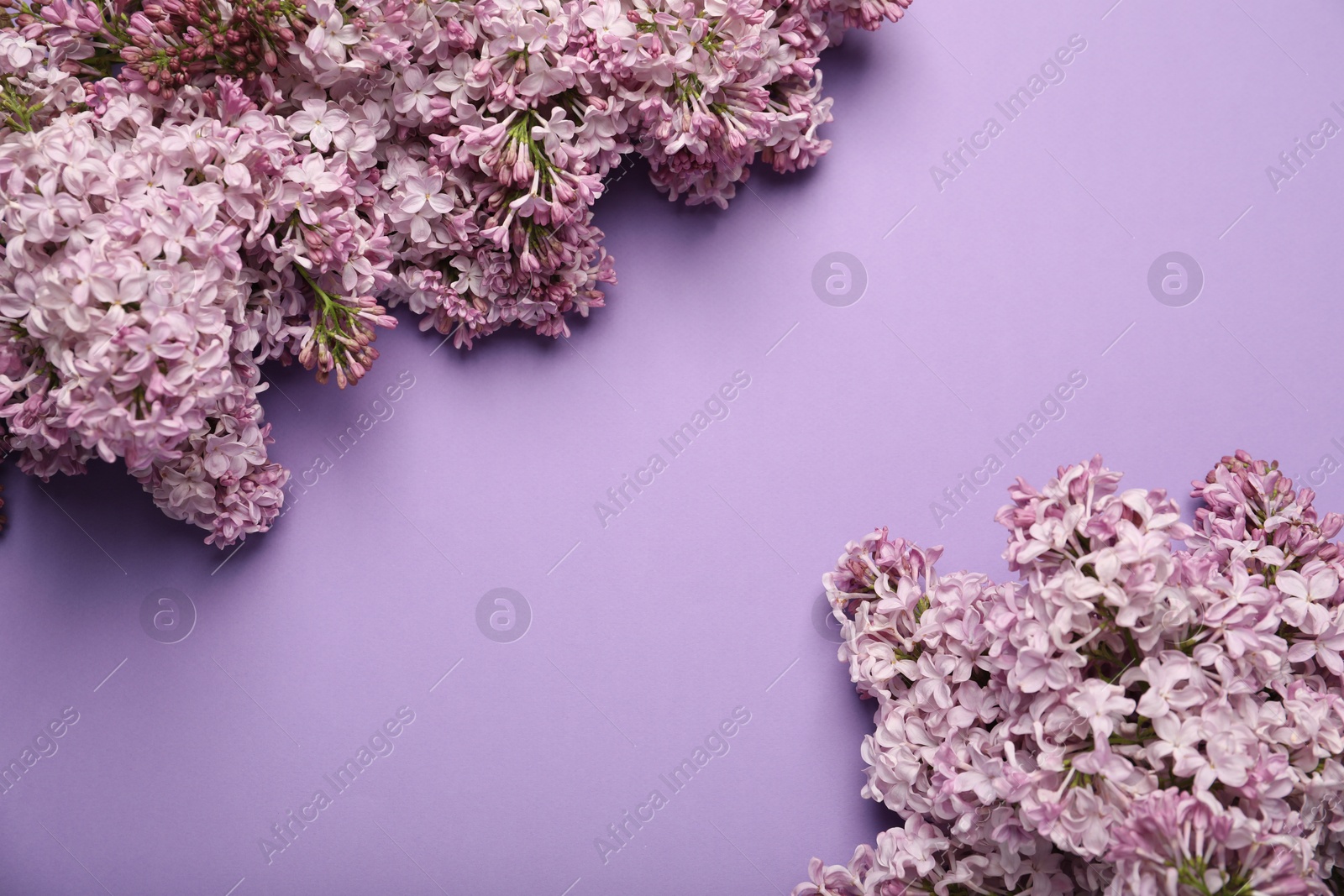 Beautiful lilac flowers on color background, flat lay. Space for text Photo of Beautiful lilac flowers on color background, flat lay. Space for text