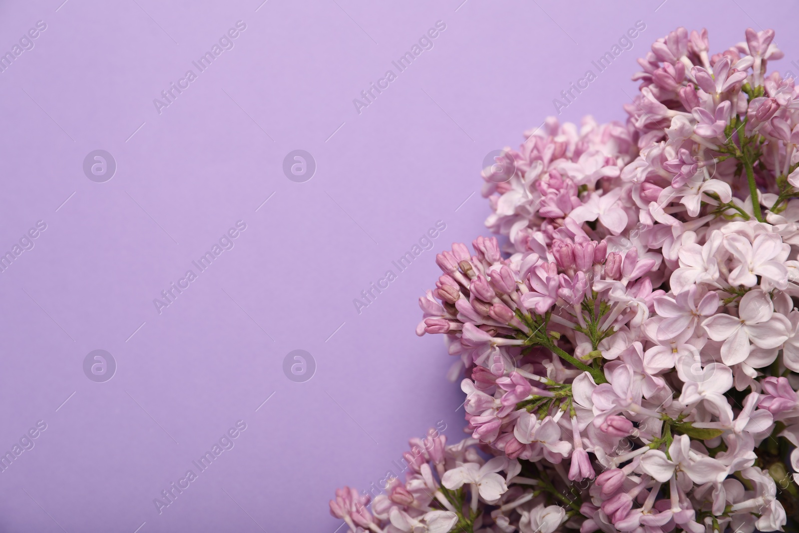 Beautiful lilac flowers on color background, above view. Space for text Photo of Beautiful lilac flowers on color background, above view. Space for text