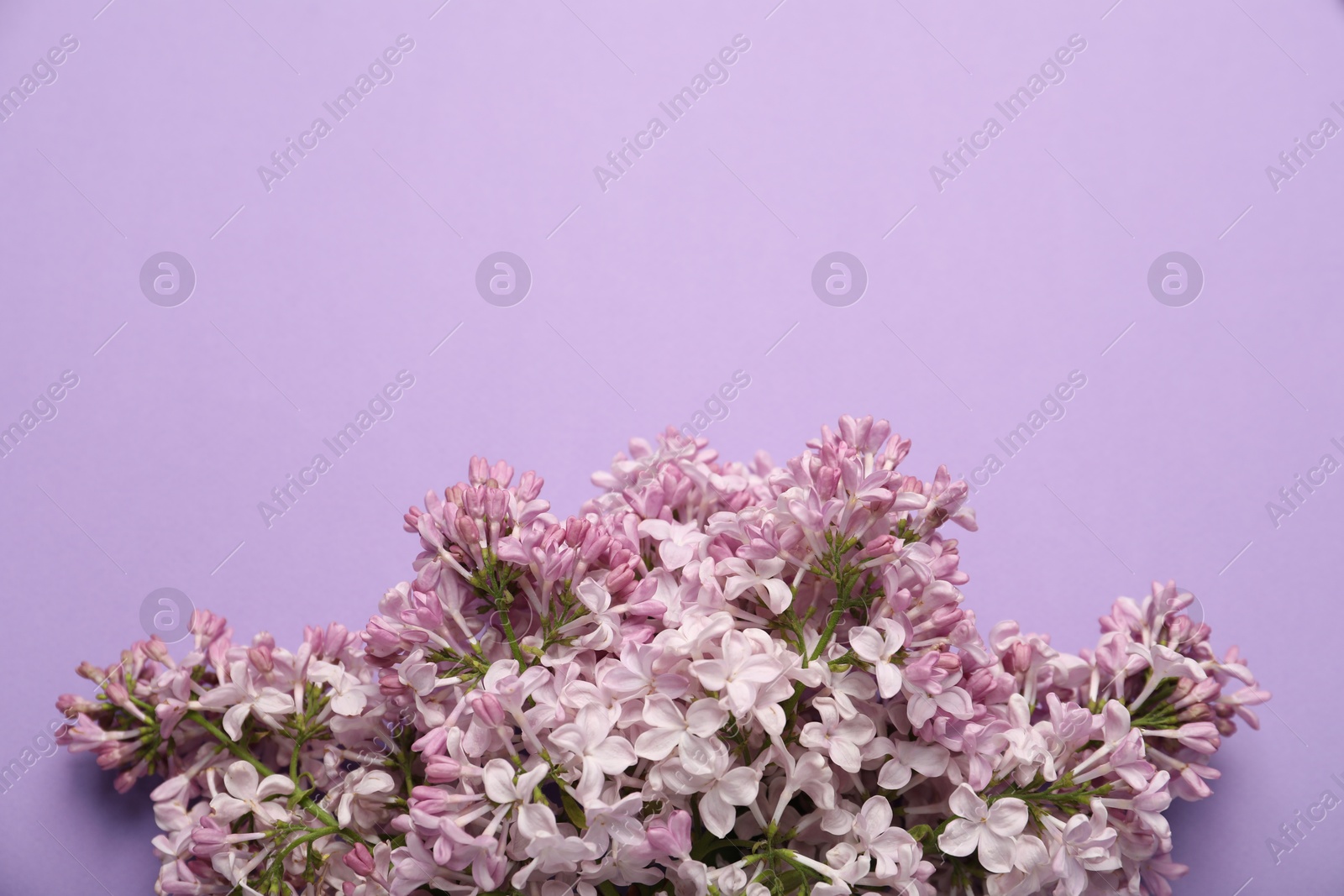 Beautiful lilac flowers on color background, flat lay. Space for text Photo of Beautiful lilac flowers on color background, flat lay. Space for text