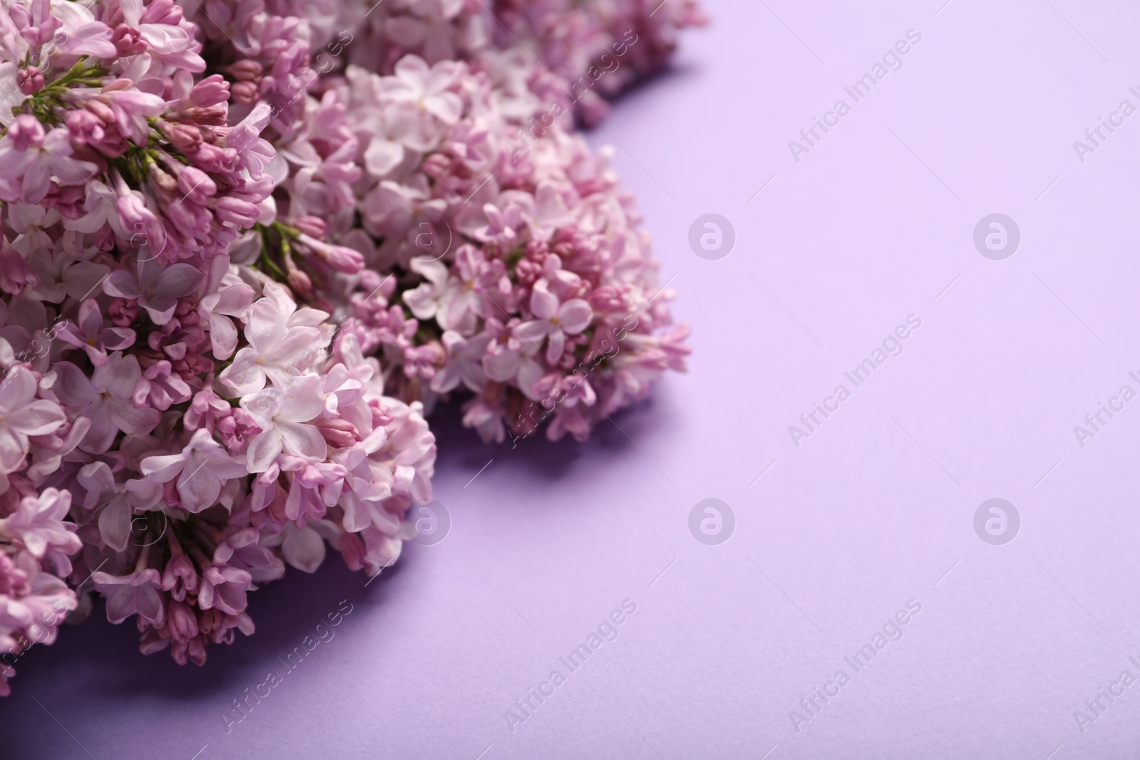 Beautiful lilac flowers on color background, closeup. Space for text Photo of Beautiful lilac flowers on color background, closeup. Space for text