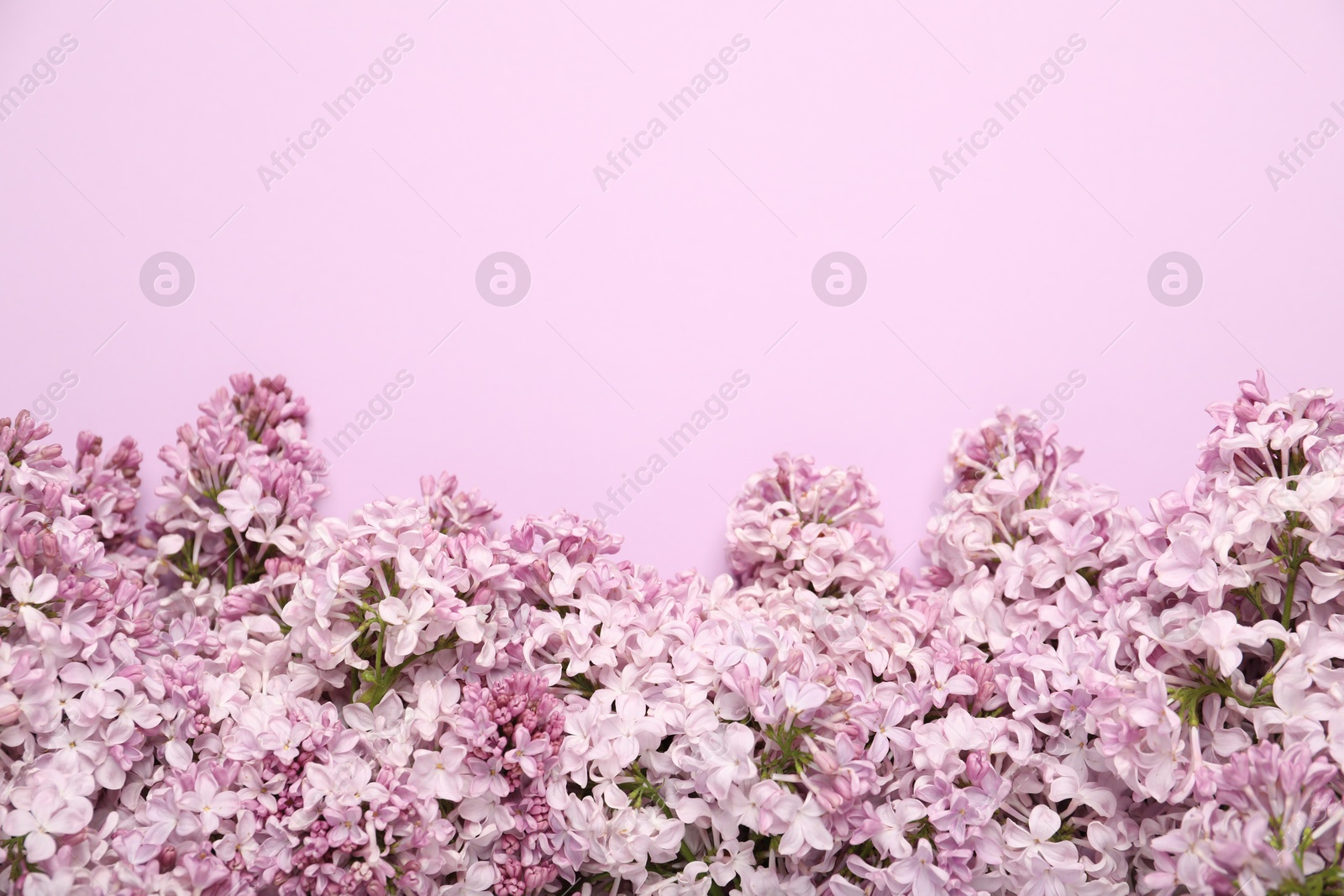 Beautiful lilac flowers on pink background, flat lay. Space for text Photo of Beautiful lilac flowers on pink background, flat lay. Space for text