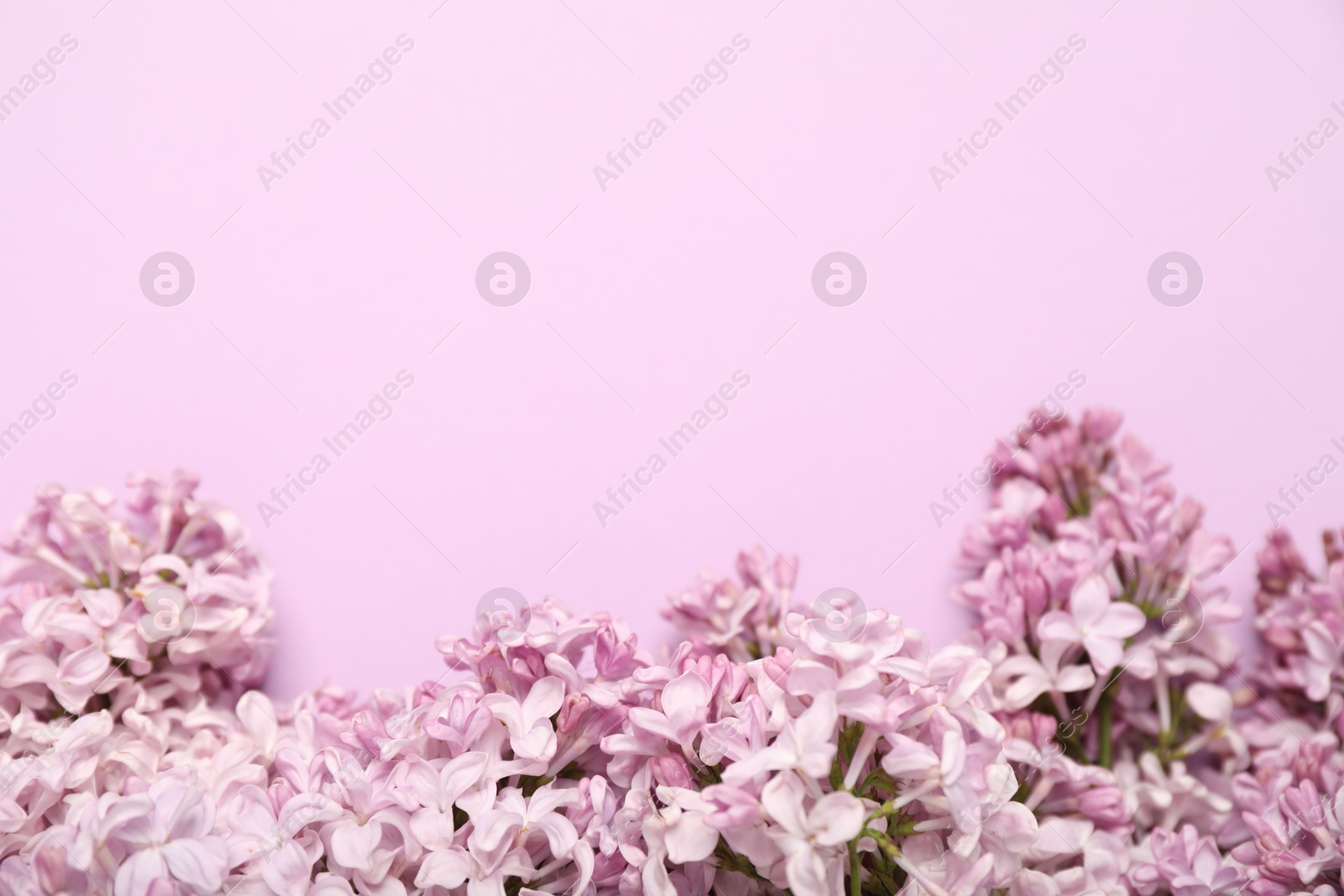 Beautiful lilac flowers on pink background, above view. Space for text Photo of Beautiful lilac flowers on pink background, above view. Space for text