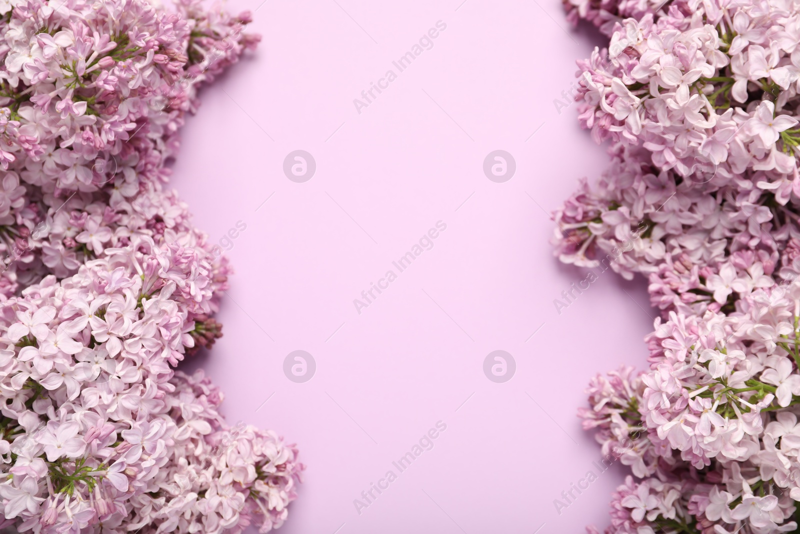 Beautiful lilac flowers on pink background, above view. Space for text Photo of Beautiful lilac flowers on pink background, above view. Space for text