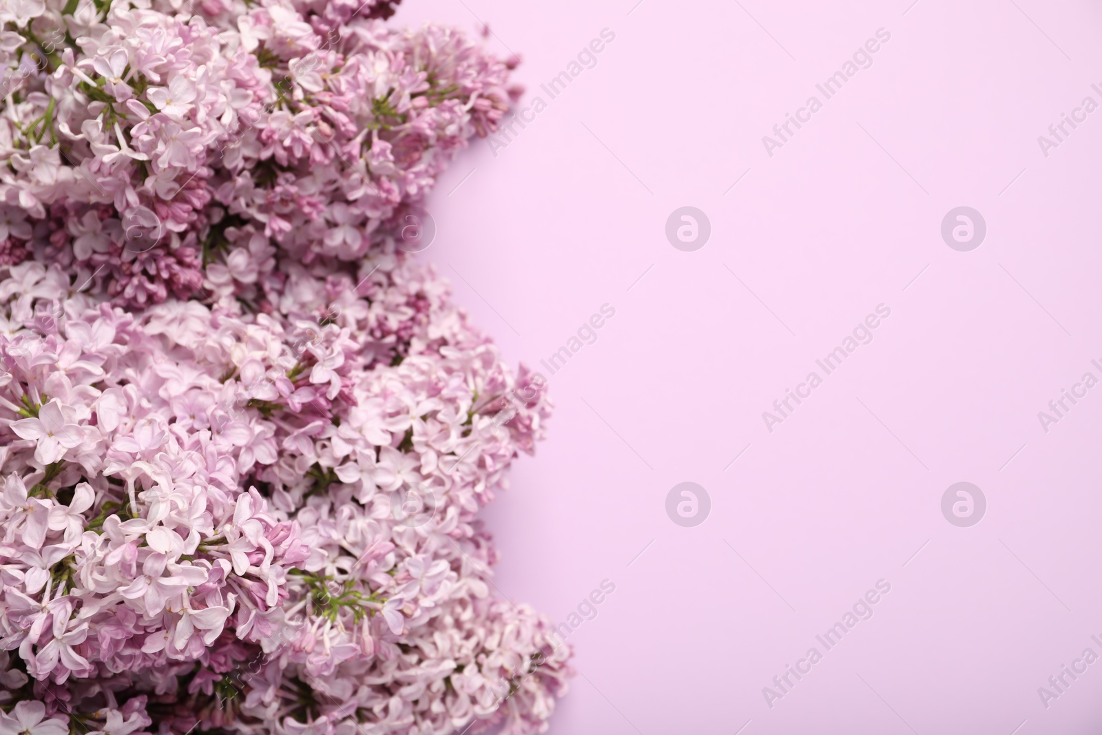 Beautiful lilac flowers on pink background, above view. Space for text Photo of Beautiful lilac flowers on pink background, above view. Space for text