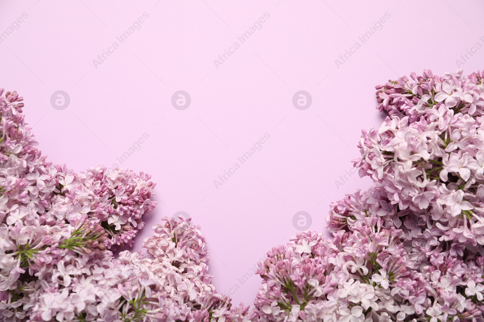 Beautiful lilac flowers on pink background, flat lay. Space for text Photo of Beautiful lilac flowers on pink background, flat lay. Space for text