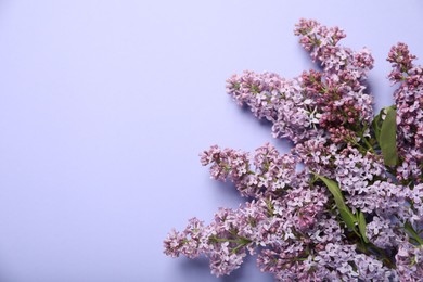 Photo of Beautiful lilac flowers on violet background, flat lay. Space for text