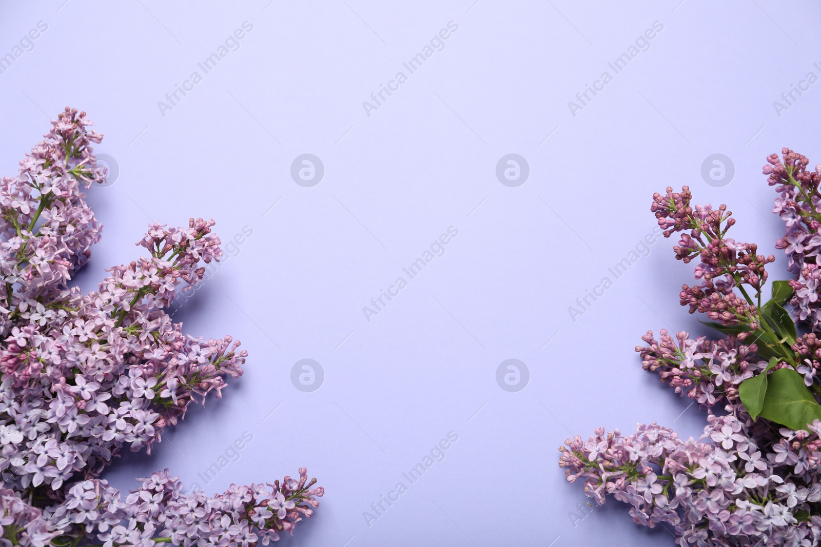 Beautiful lilac flowers on violet background, flat lay. Space for text Photo of Beautiful lilac flowers on violet background, flat lay. Space for text