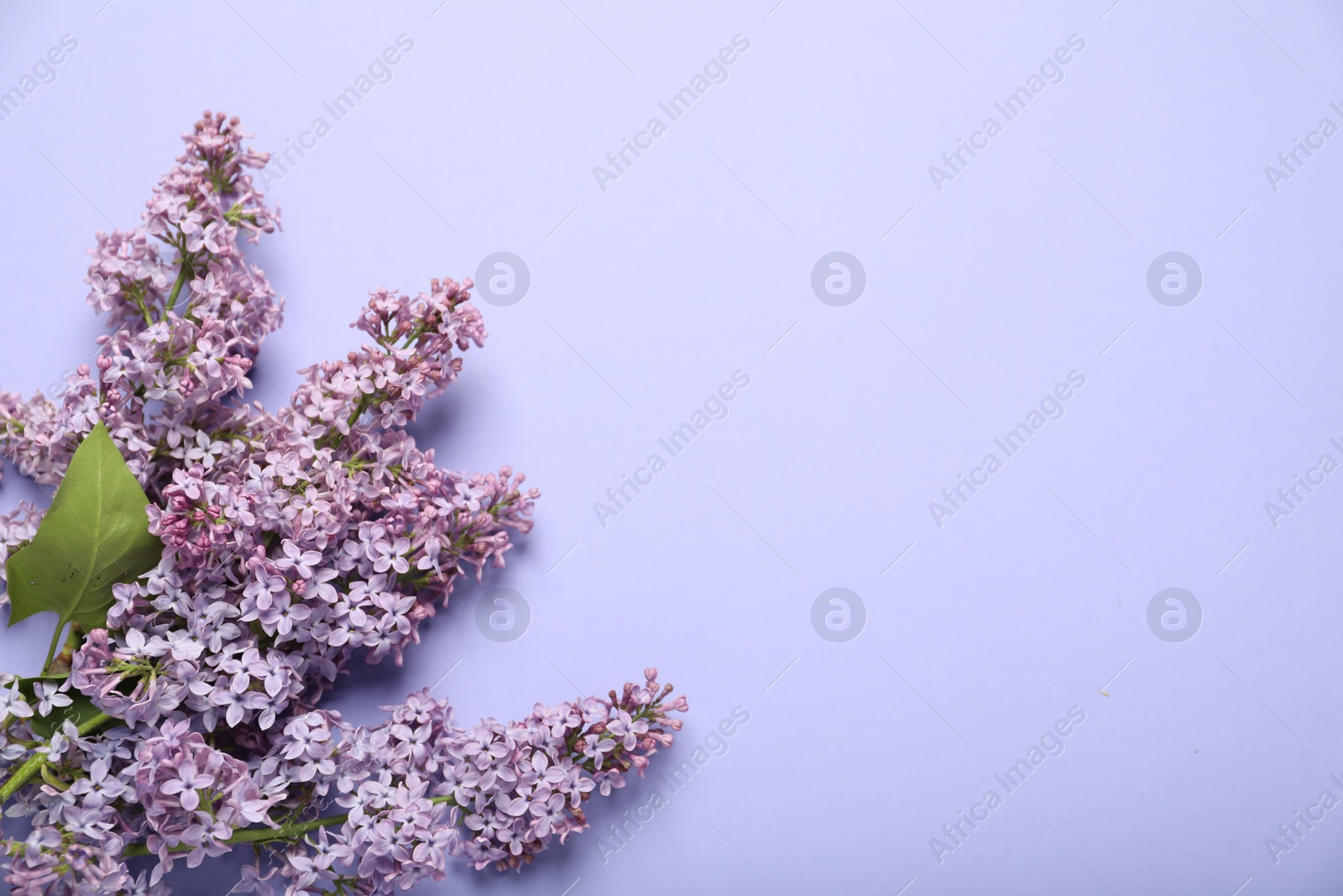 Beautiful lilac flowers on violet background, flat lay. Space for text Photo of Beautiful lilac flowers on violet background, flat lay. Space for text