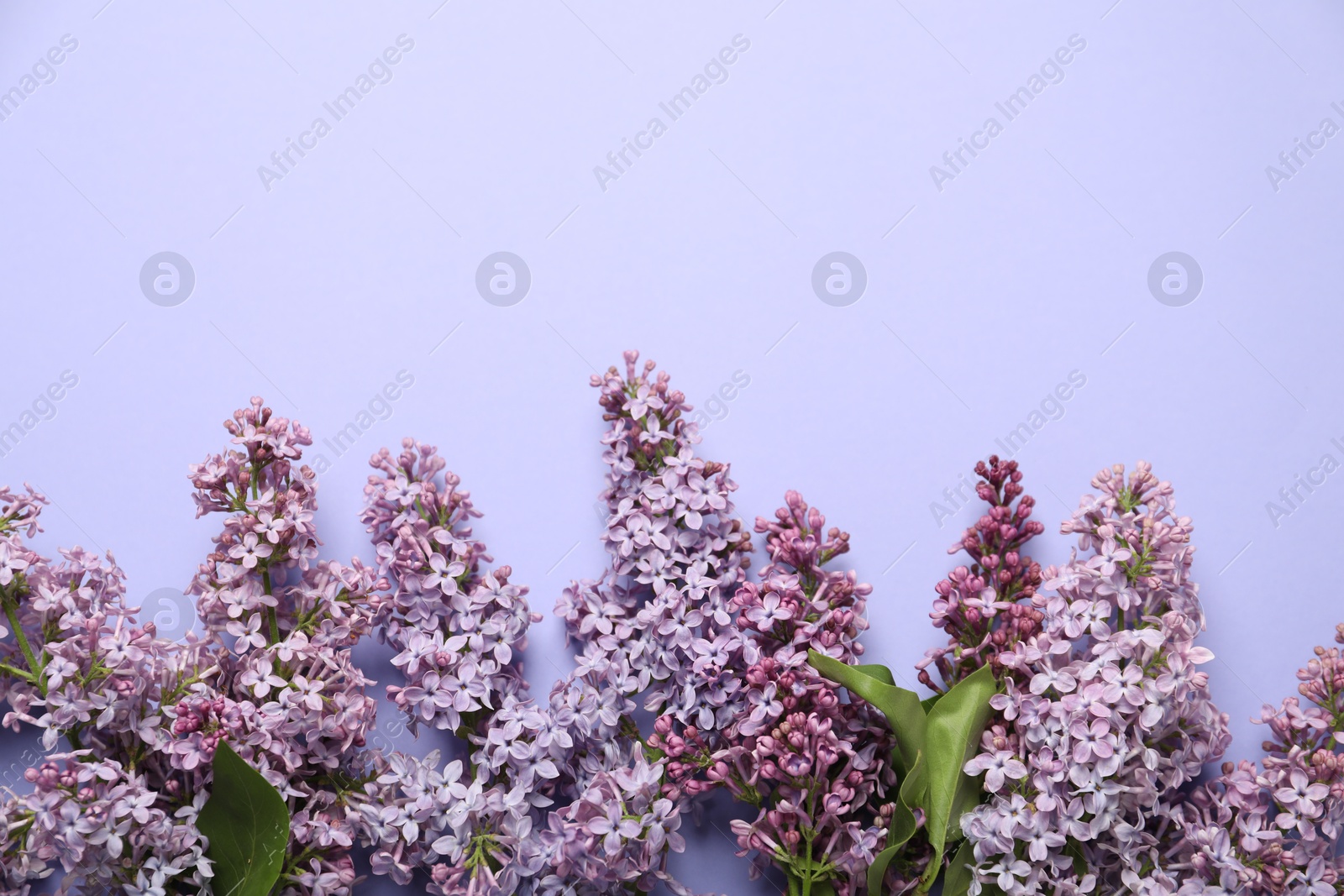 Beautiful lilac flowers on violet background, flat lay. Space for text Photo of Beautiful lilac flowers on violet background, flat lay. Space for text