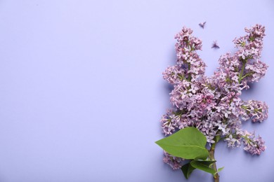 Photo of Beautiful lilac flowers on violet background, flat lay. Space for text