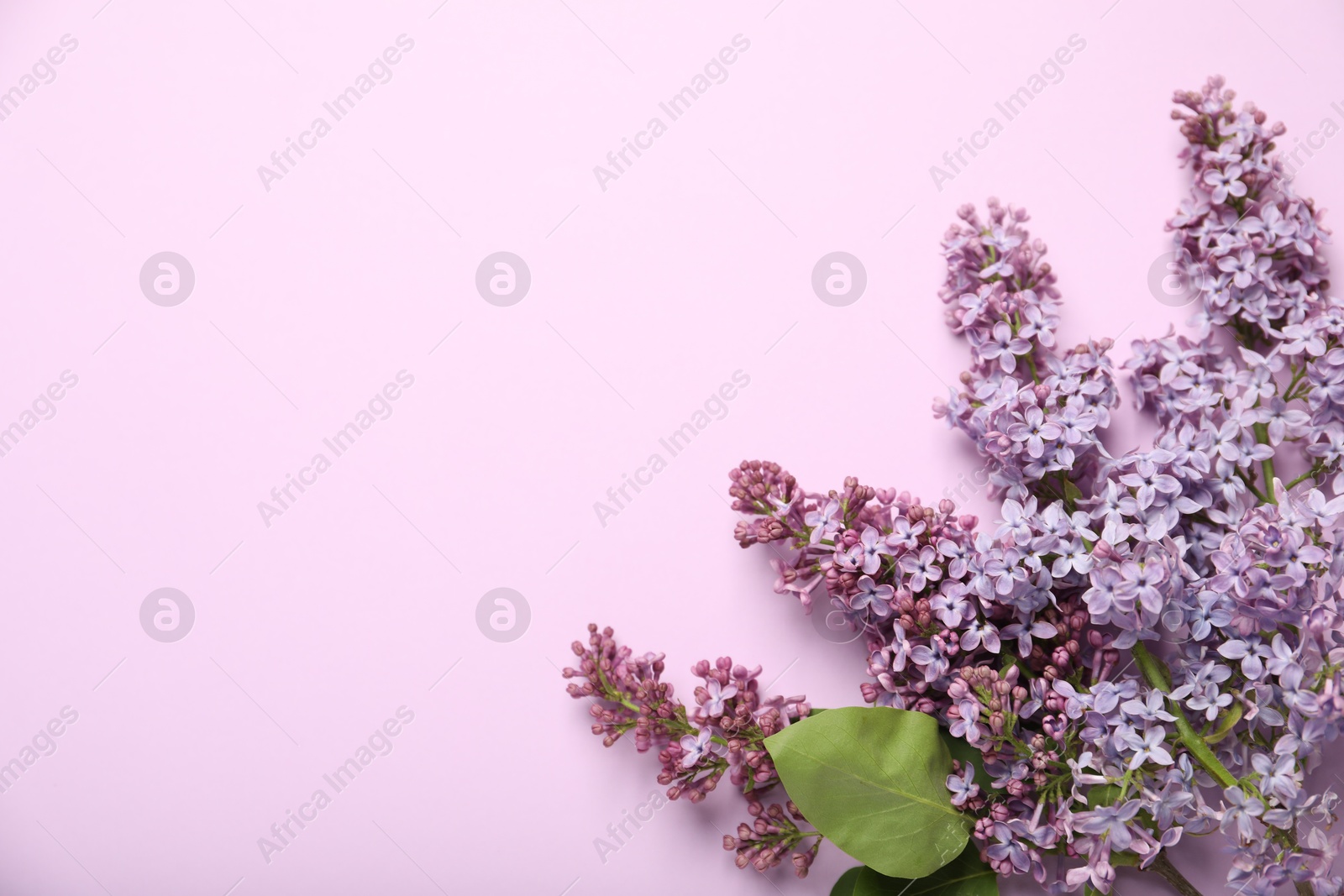 Beautiful lilac flowers on pink background, flat lay. Space for text Photo of Beautiful lilac flowers on pink background, flat lay. Space for text