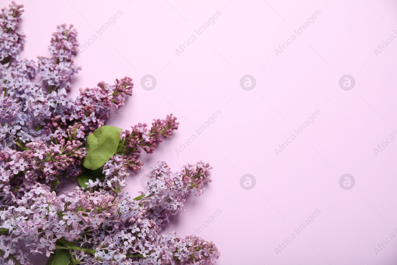 Beautiful lilac flowers on pink background, flat lay. Space for text Photo of Beautiful lilac flowers on pink background, flat lay. Space for text