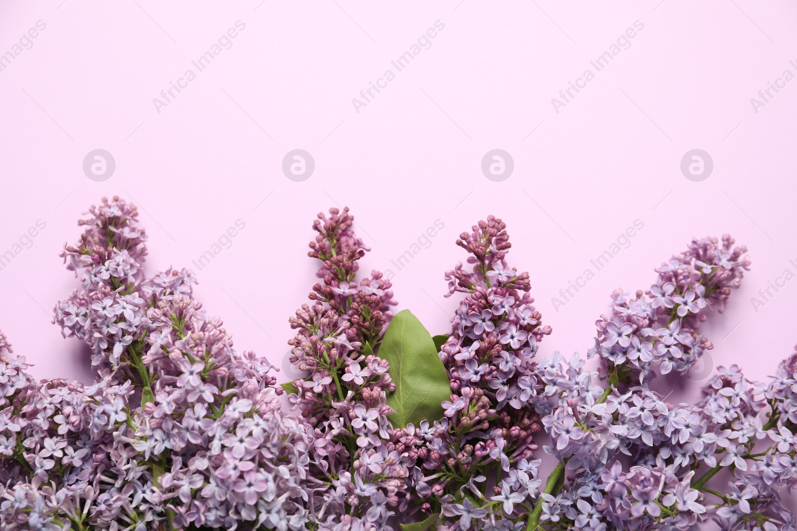 Beautiful lilac flowers on pink background, flat lay. Space for text Photo of Beautiful lilac flowers on pink background, flat lay. Space for text