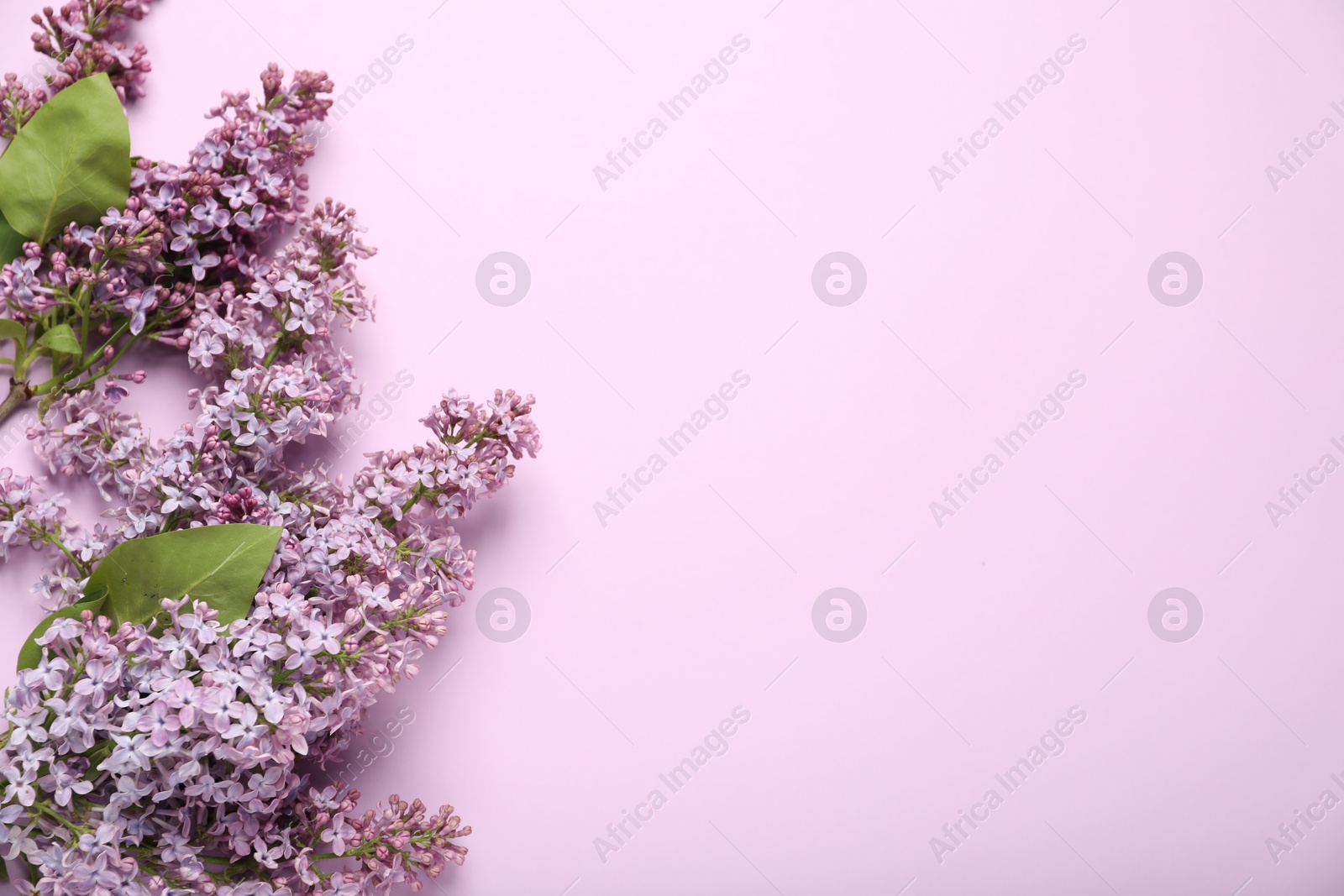 Beautiful lilac flowers on pink background, flat lay. Space for text Photo of Beautiful lilac flowers on pink background, flat lay. Space for text