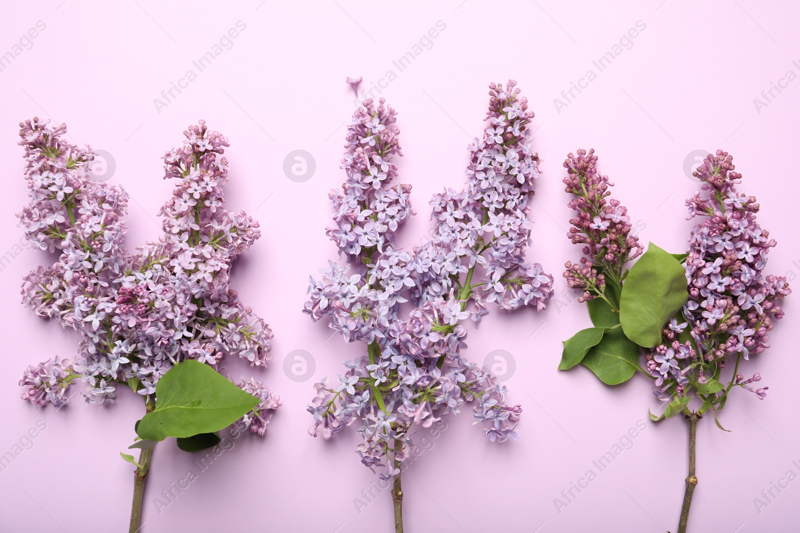 Beautiful lilac flowers on pink background, flat lay Photo of Beautiful lilac flowers on pink background, flat lay
