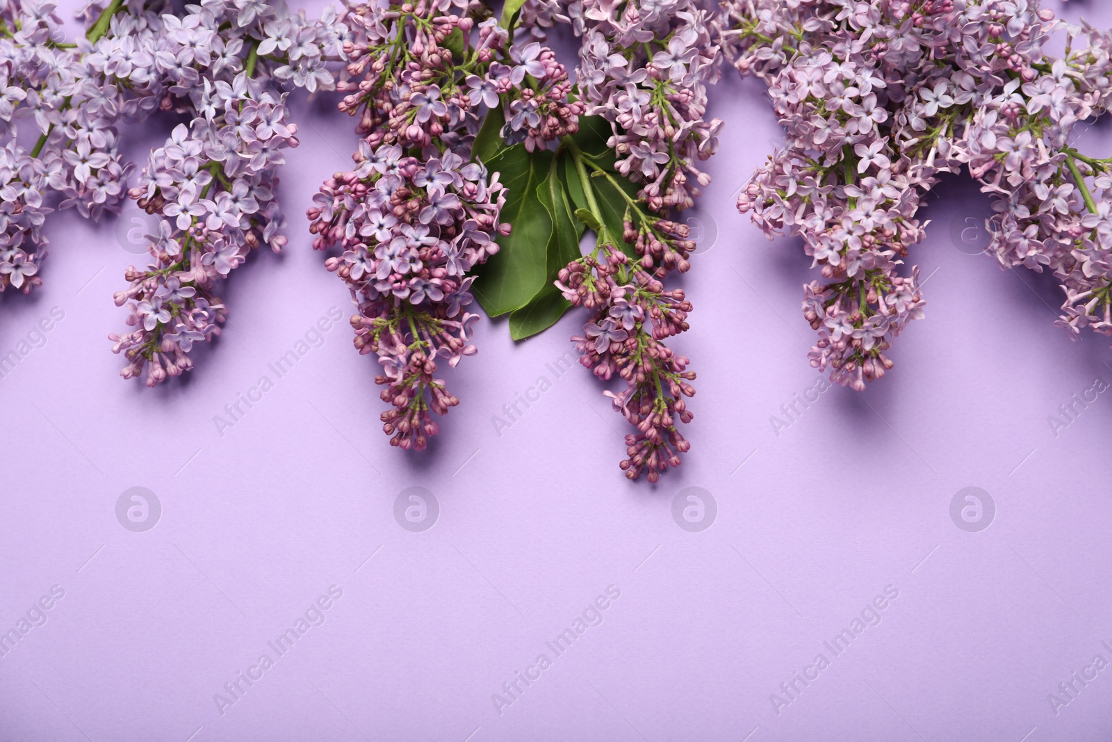 Beautiful lilac flowers on color background, flat lay. Space for text Photo of Beautiful lilac flowers on color background, flat lay. Space for text