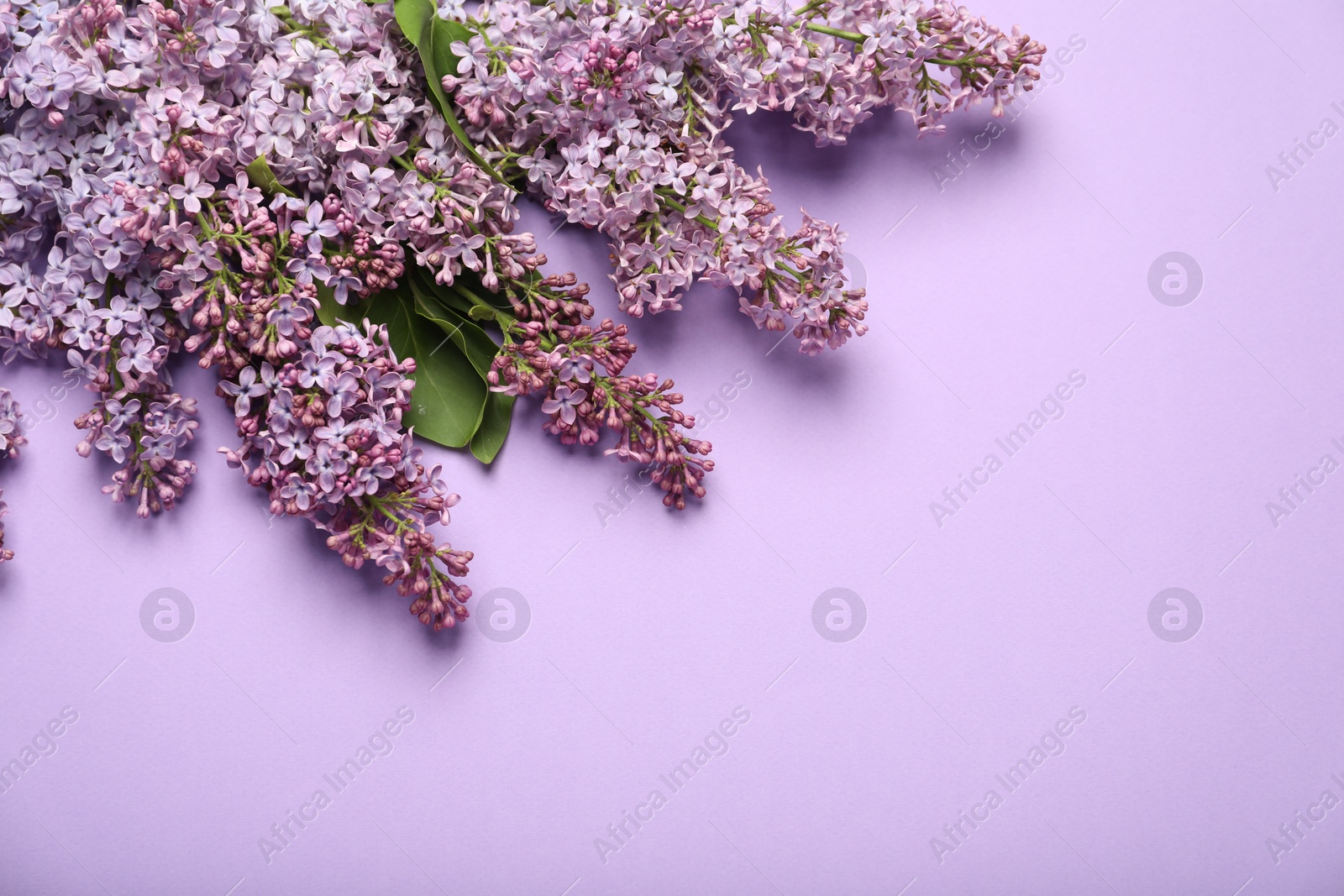 Beautiful lilac flowers on color background, flat lay. Space for text Photo of Beautiful lilac flowers on color background, flat lay. Space for text