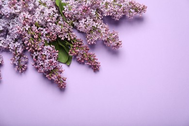 Photo of Beautiful lilac flowers on color background, flat lay. Space for text
