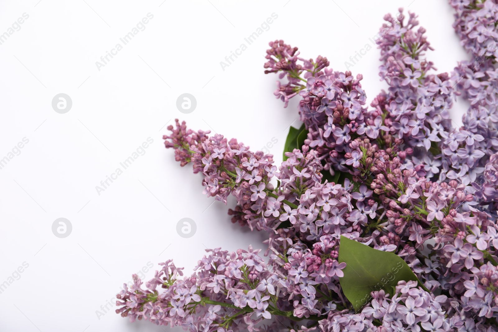 Beautiful lilac flowers on white background, flat lay. Space for text Photo of Beautiful lilac flowers on white background, flat lay. Space for text