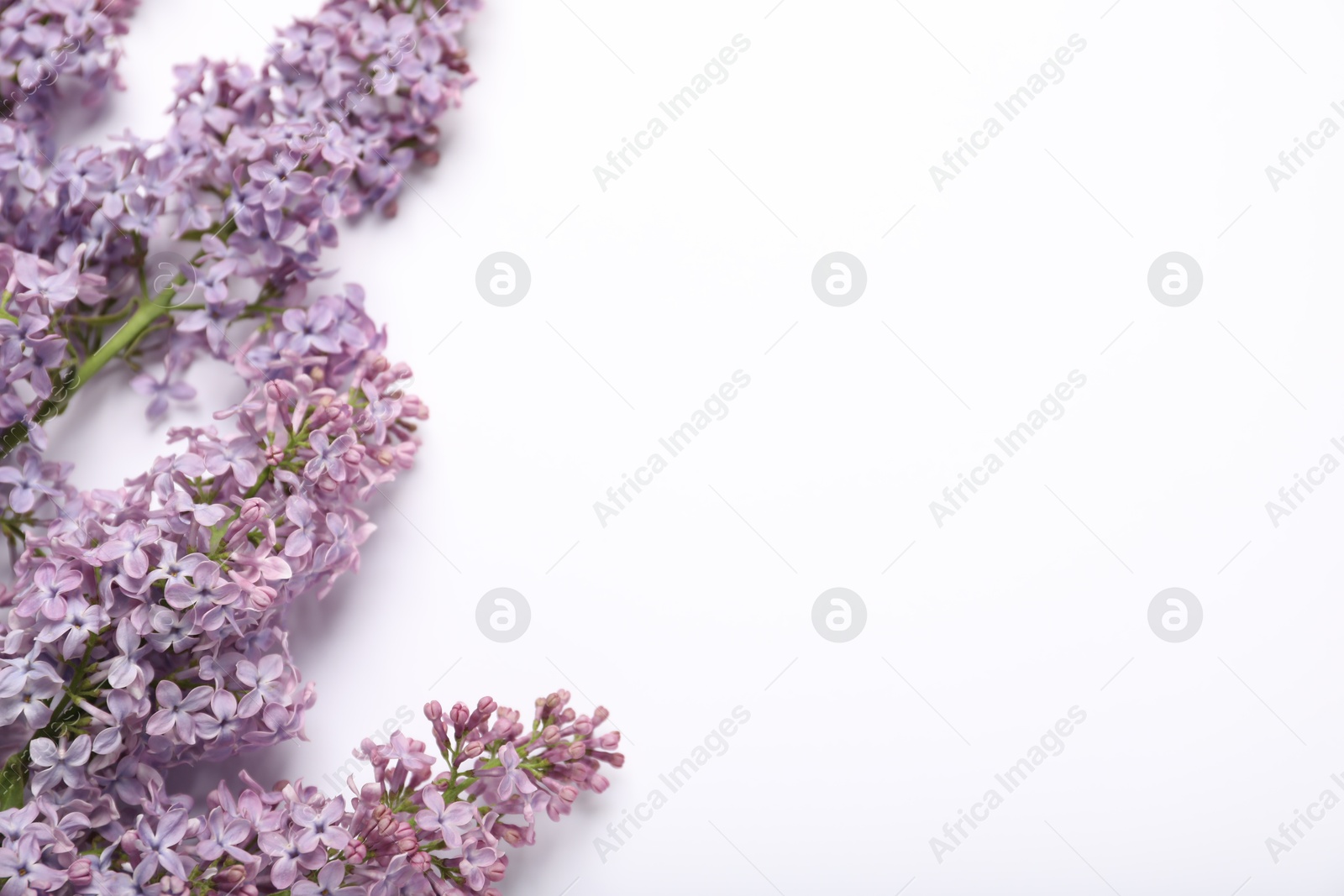 Beautiful lilac flowers on white background, flat lay. Space for text Photo of Beautiful lilac flowers on white background, flat lay. Space for text