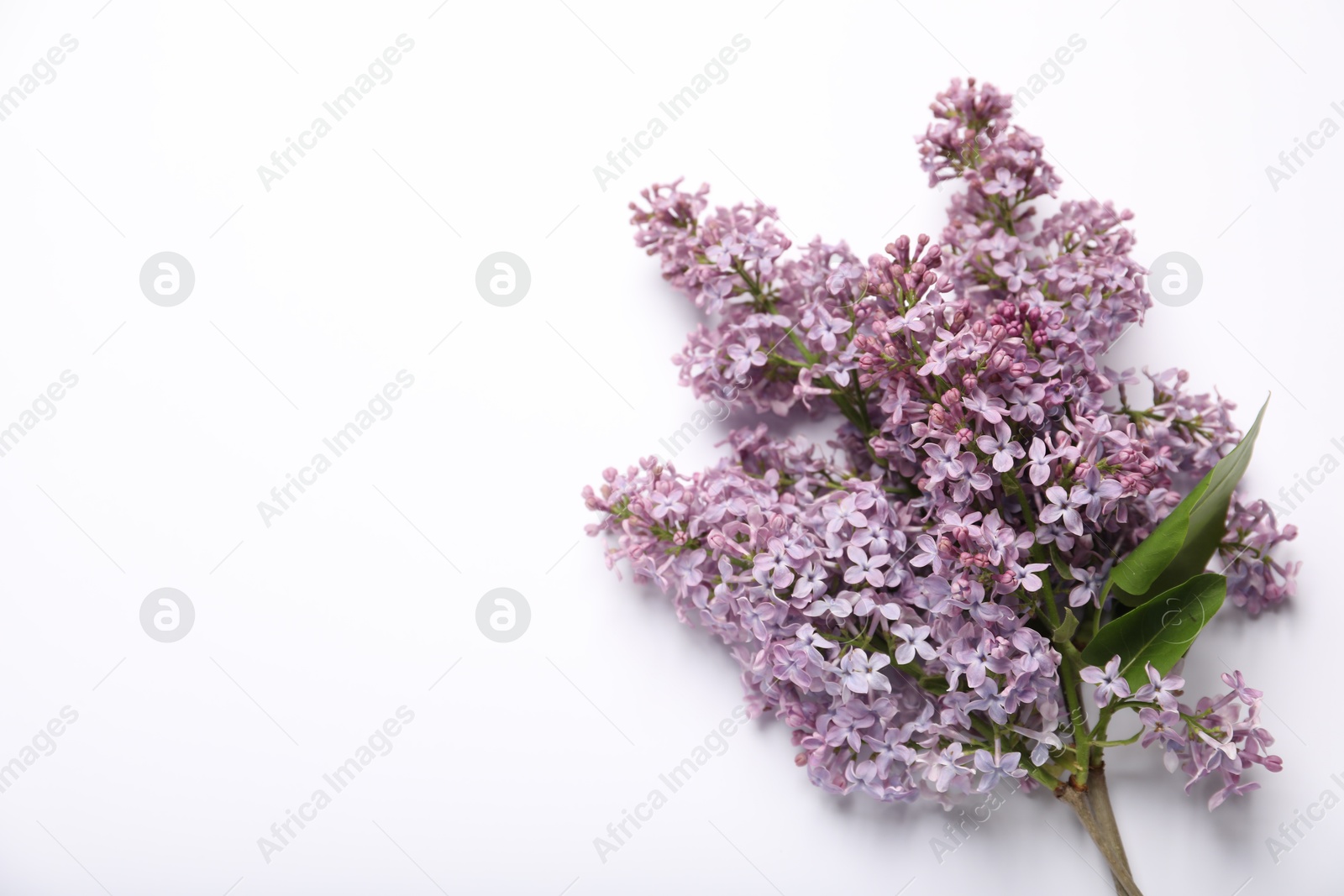 Beautiful lilac flowers on white background, flat lay. Space for text Photo of Beautiful lilac flowers on white background, flat lay. Space for text