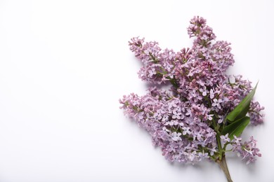 Photo of Beautiful lilac flowers on white background, flat lay. Space for text