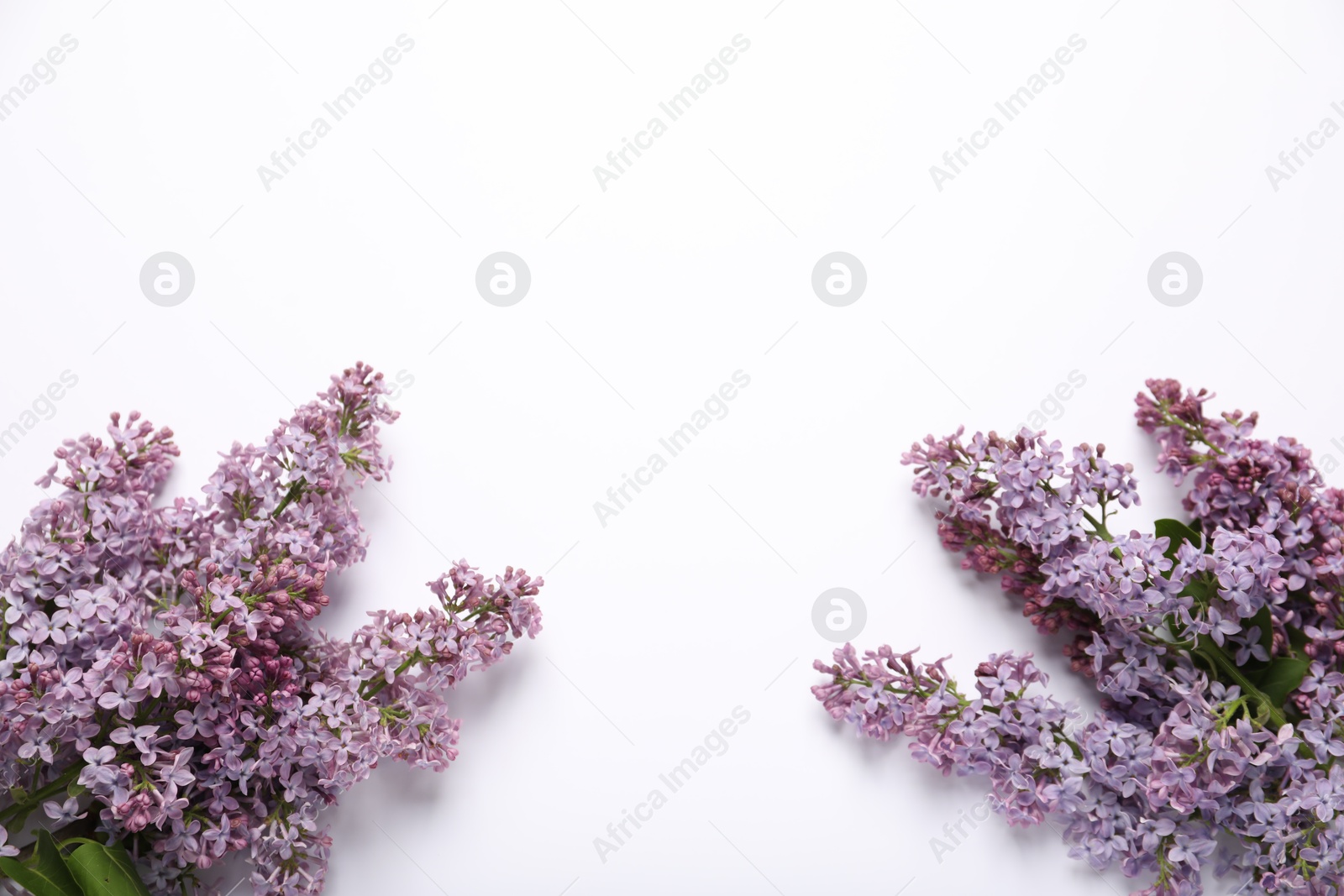 Beautiful lilac flowers on white background, flat lay. Space for text Photo of Beautiful lilac flowers on white background, flat lay. Space for text