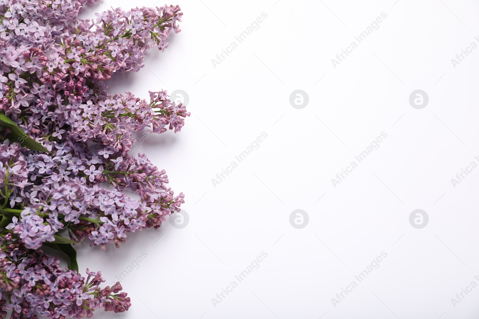 Beautiful lilac flowers on white background, flat lay. Space for text Photo of Beautiful lilac flowers on white background, flat lay. Space for text