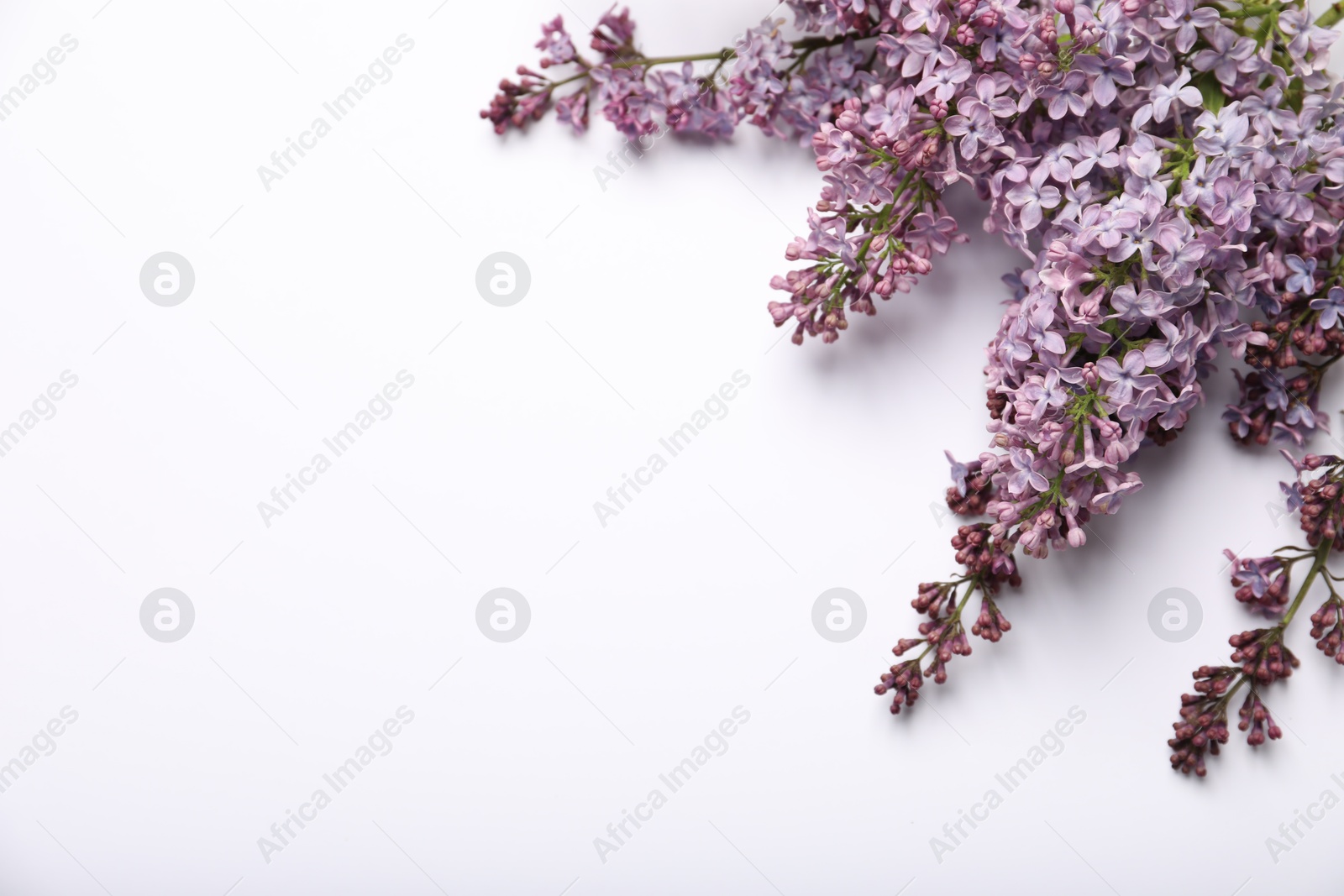Beautiful lilac flowers on white background, flat lay. Space for text Photo of Beautiful lilac flowers on white background, flat lay. Space for text