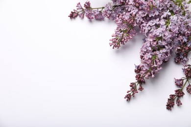 Photo of Beautiful lilac flowers on white background, flat lay. Space for text